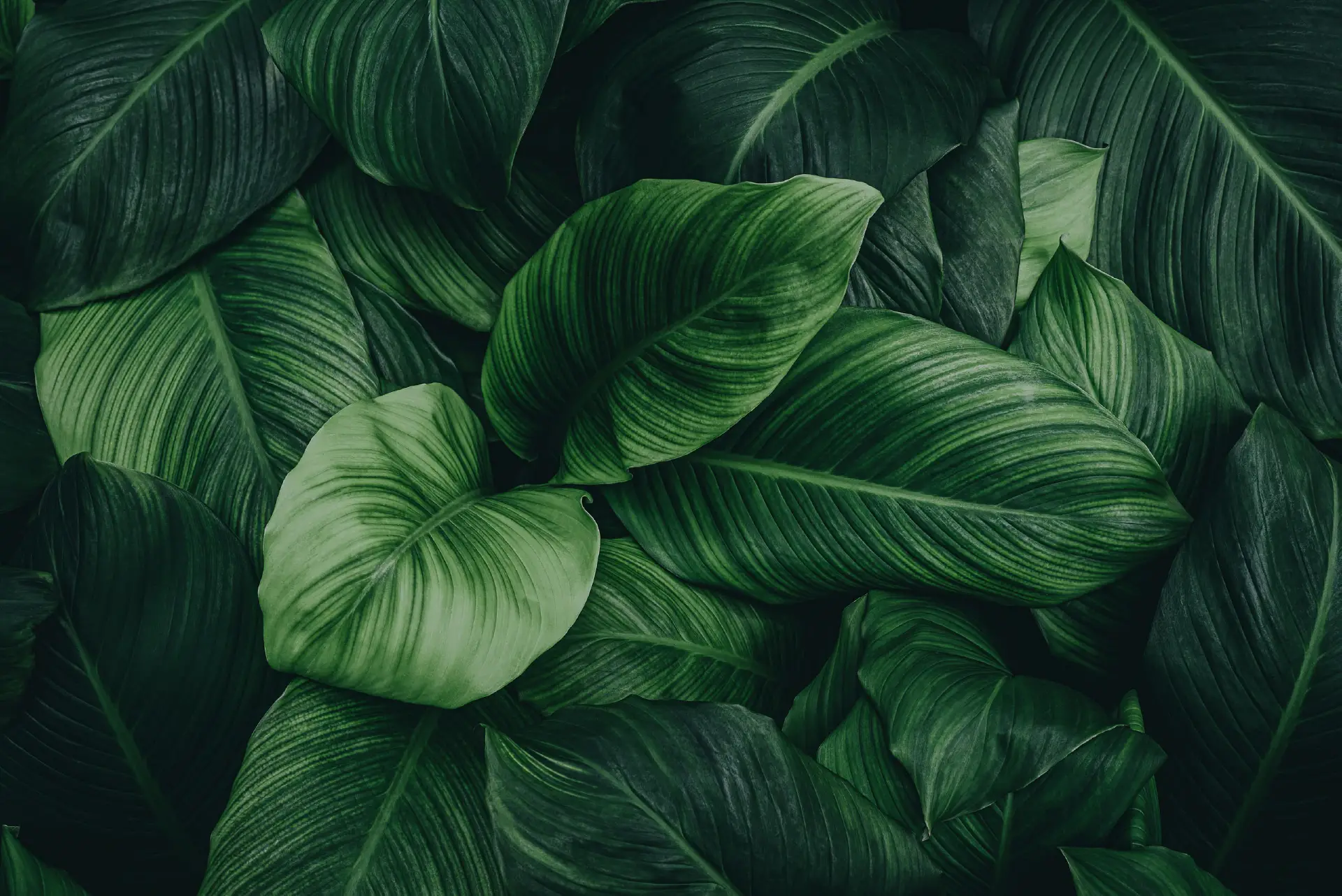 Green tropical leaves